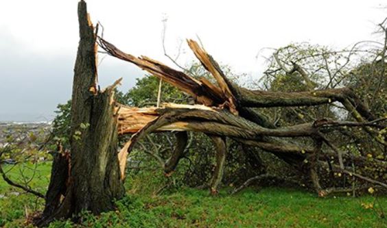 Tree Damage from Hurricane 