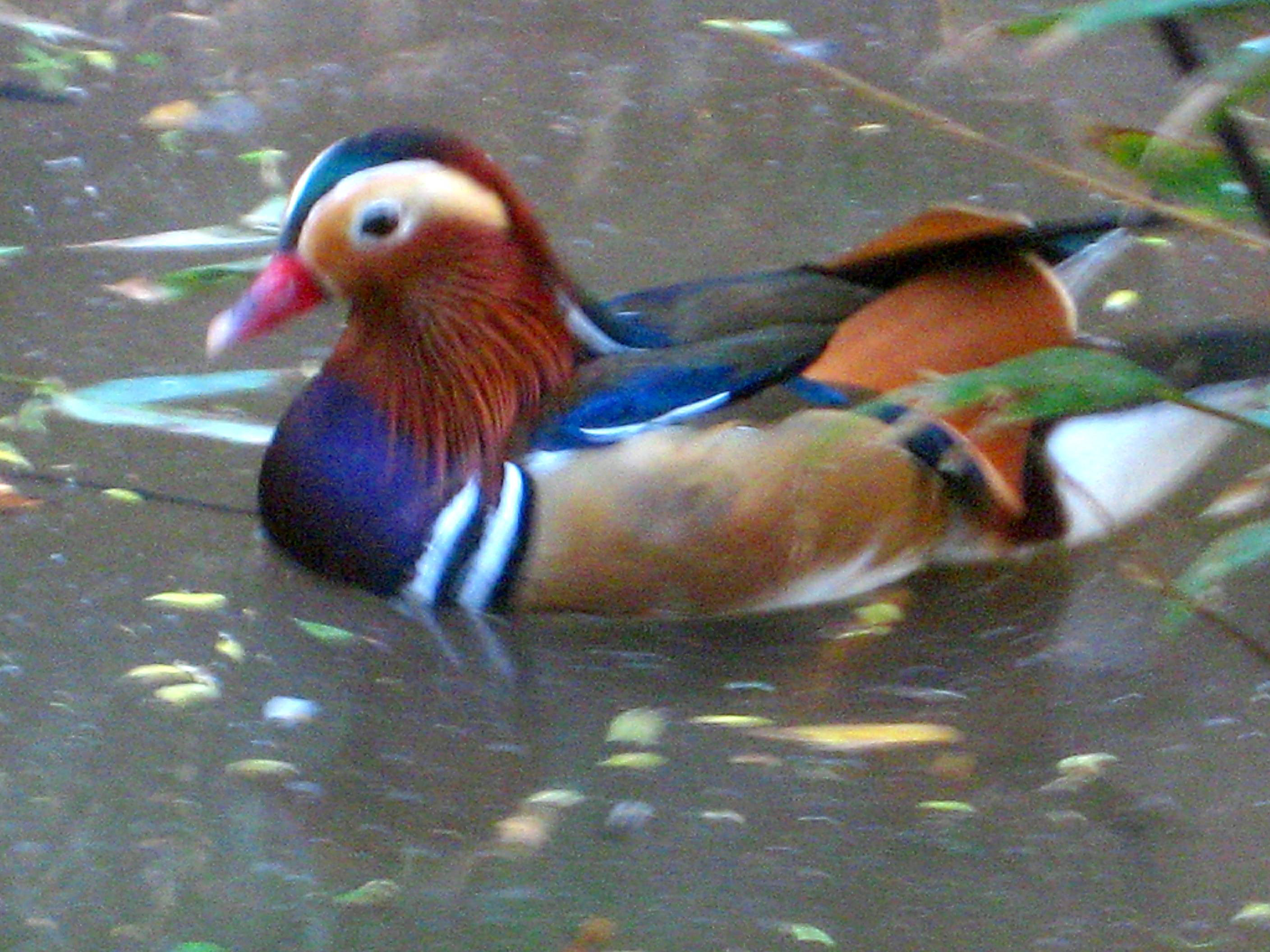 Mandarin duck, Adelaide, South Australia