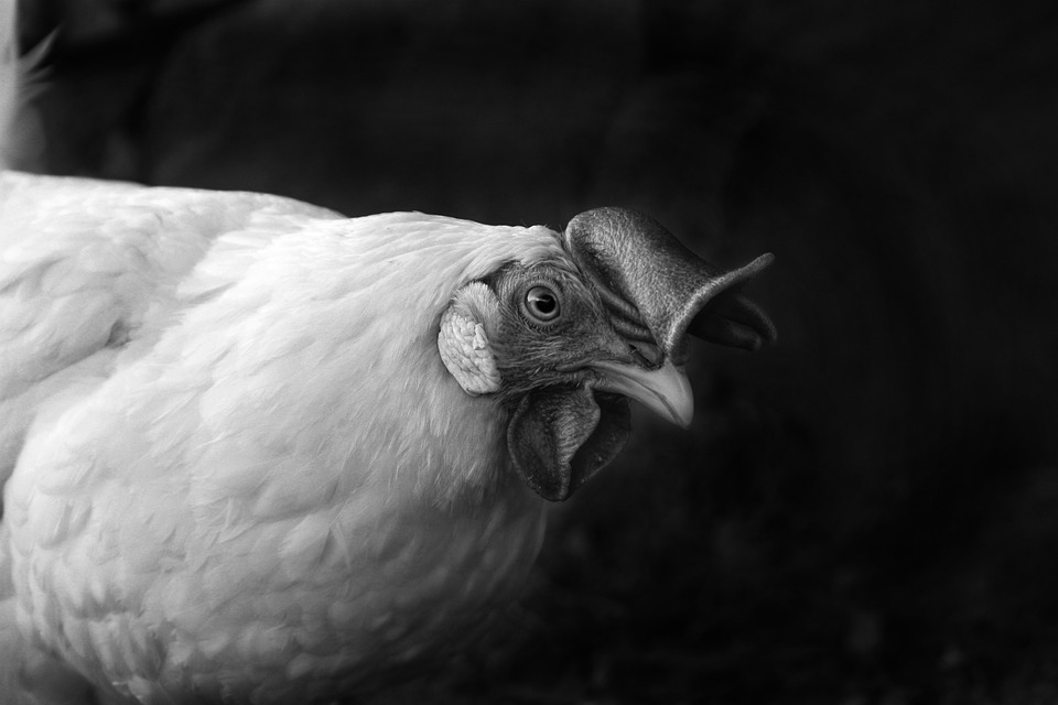 https://pixabay.com/en/hen-agriculture-animals-birds-737400/