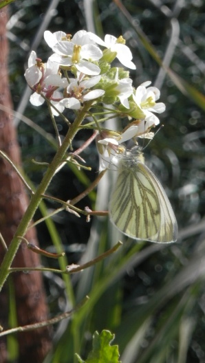 sweet alyssum found wild in spain beautiful scent