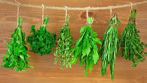 cooking herbs