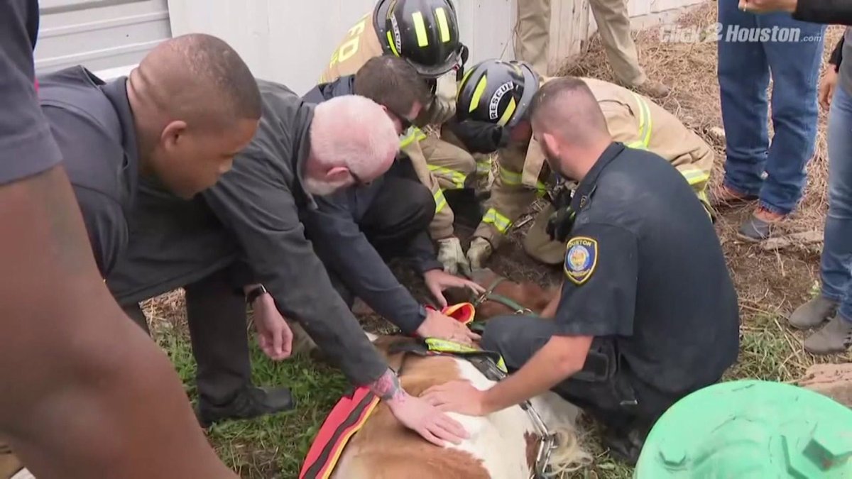 A pony is rescued by emergency workers in Houston Texas 