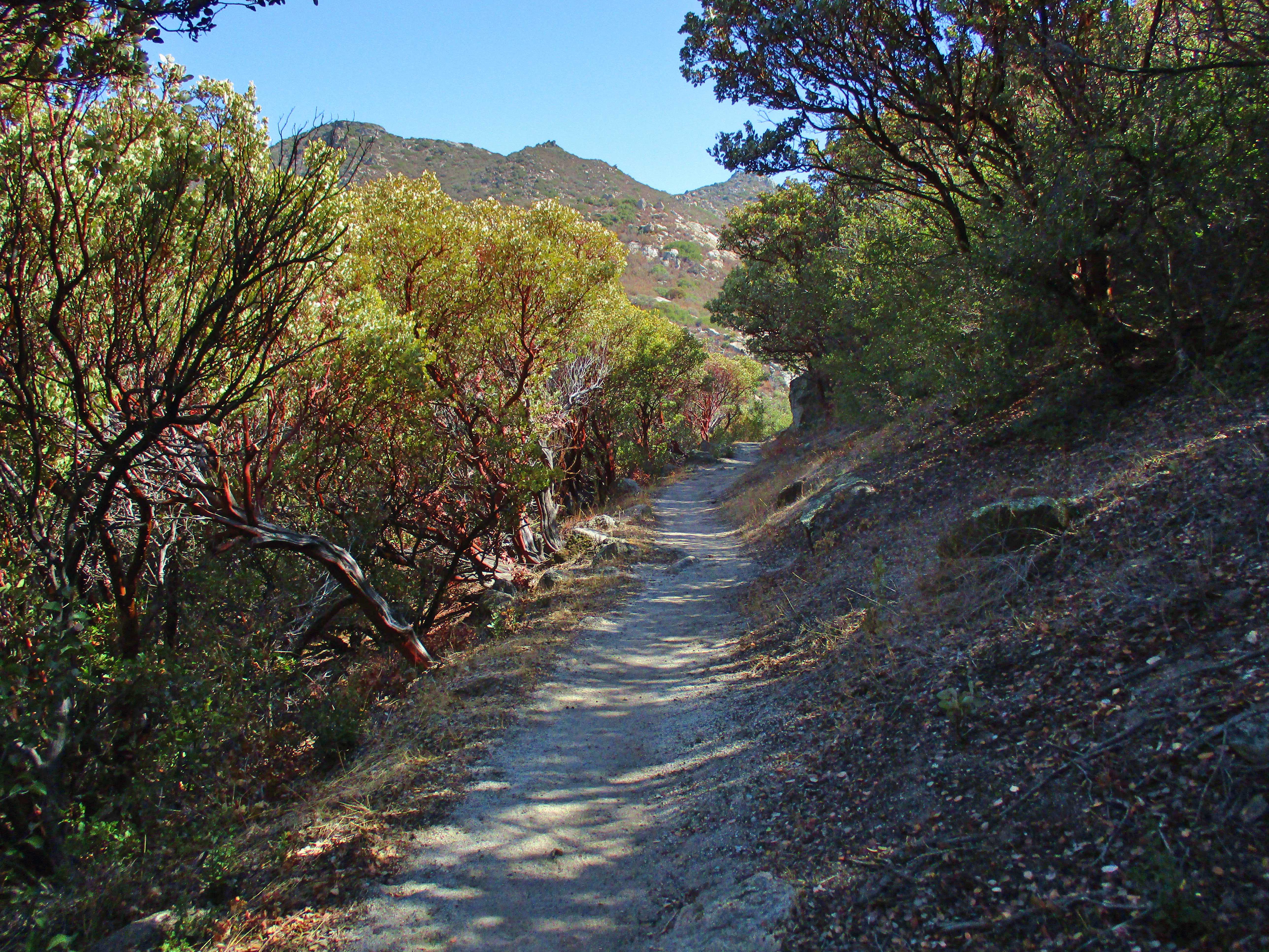 Manzanita Trees