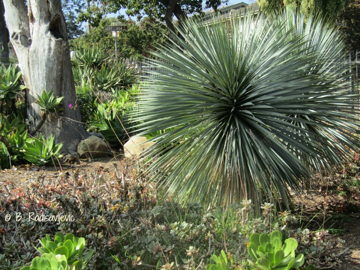 Plants at Alice Keck Garden in Santa Barbara