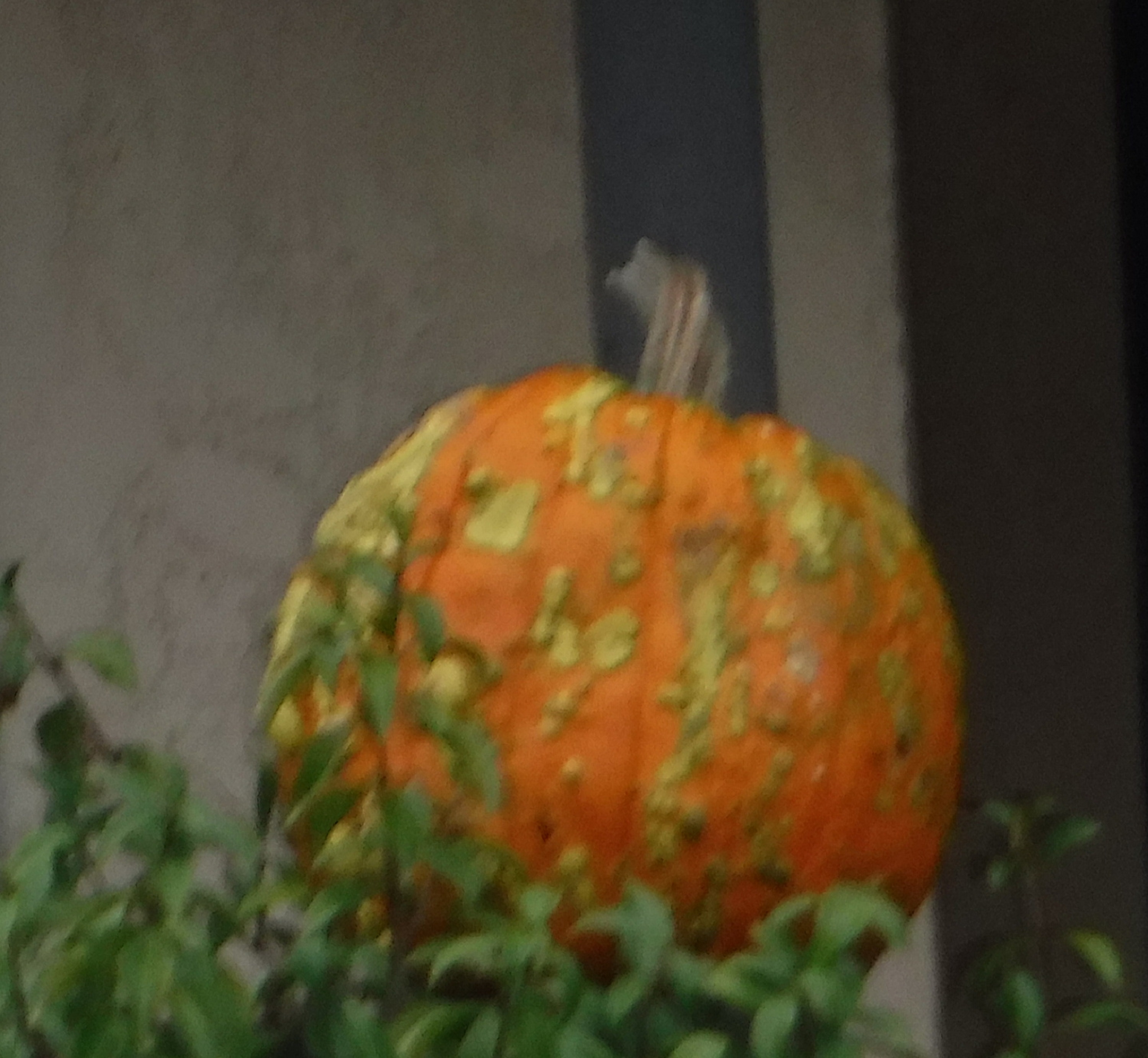 Photo taken by me on a walk 10-22-18