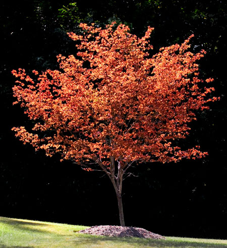 Red Dogwood Red Dogwood