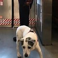 Shelby the dog gets rescued by a train conductor in New Jersey Shelby the dog gets rescued by a train conductor in New Jersey