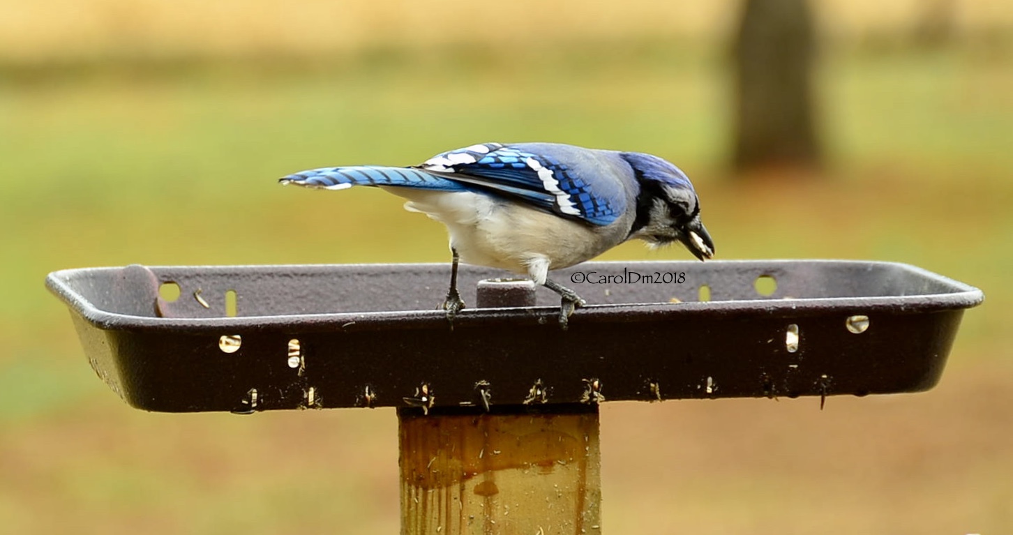 Bluejay in Feeder