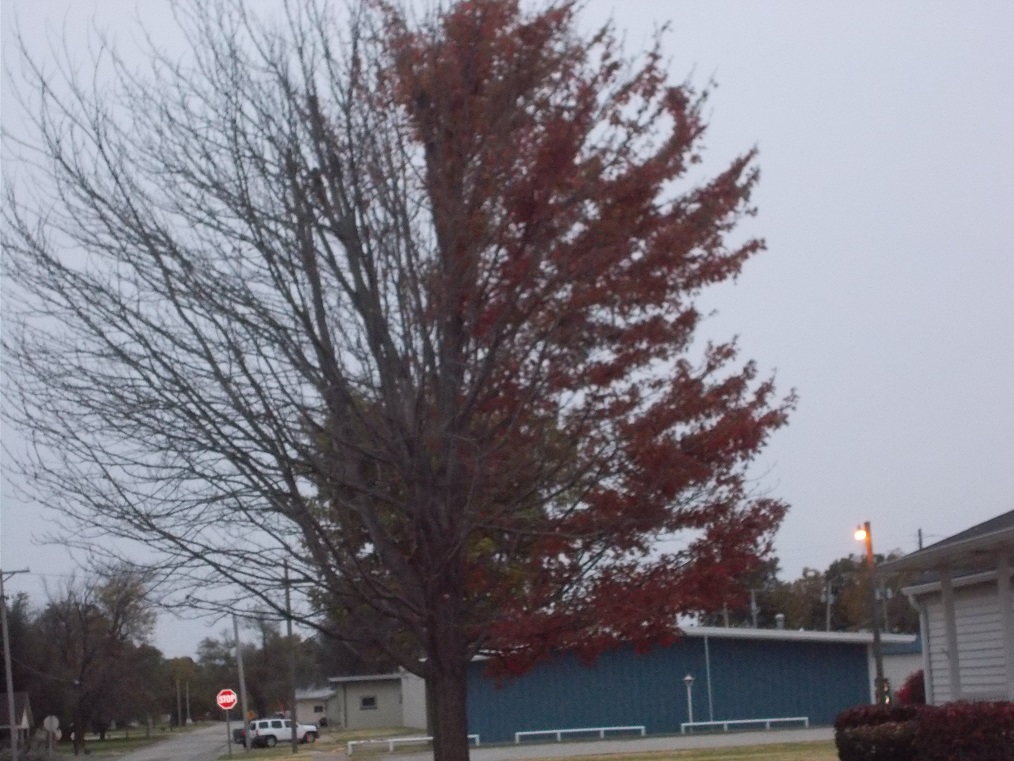 unusual tree unusual tree