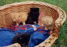 Cats - Cats into a basket