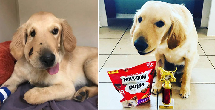 Three cheers for Todd for saving his owner from harm.  