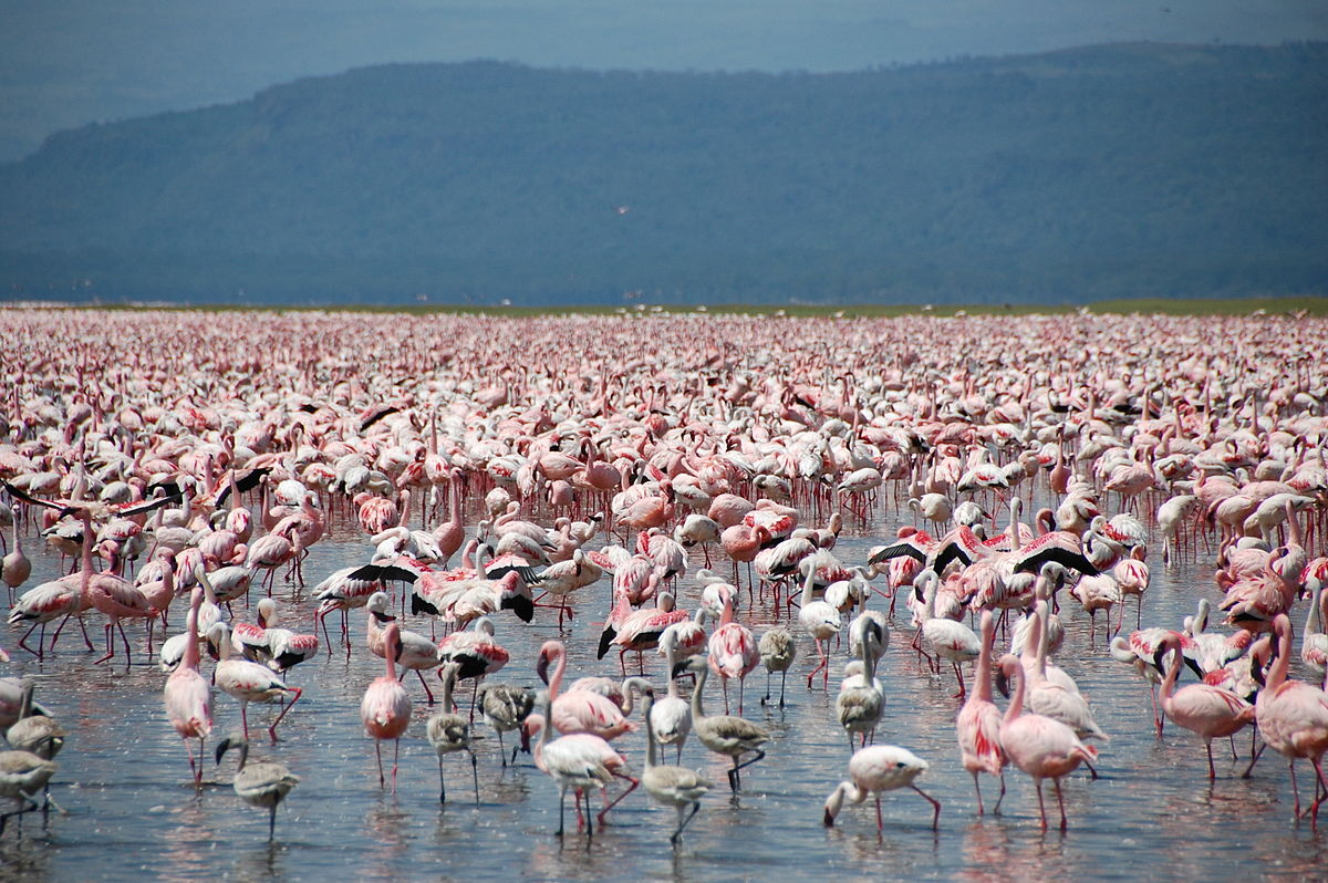 https://www.1-day-tours-in-kenya.com/images/1200px-Large_number_of_flamingos_at_Lake_Nakuru.jpg https://www.1-day-tours-in-kenya.com/images/1200px-Large_number_of_flamingos_at_Lake_Nakuru.jpg