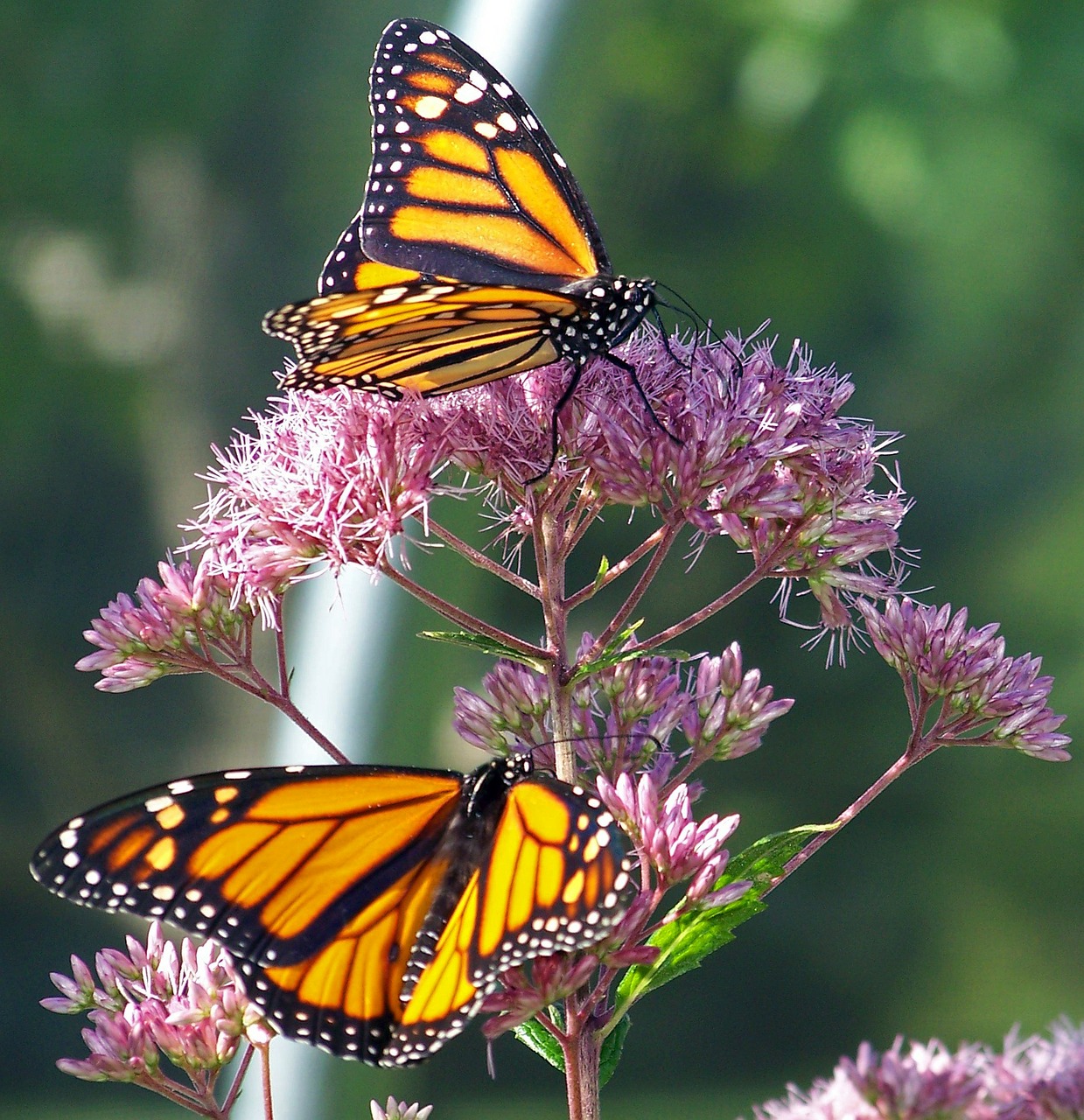https://cdn.pixabay.com/photo/2012/02/28/15/40/butterfly-18364_960_720.jpg https://cdn.pixabay.com/photo/2012/02/28/15/40/butterfly-18364_960_720.jpg
