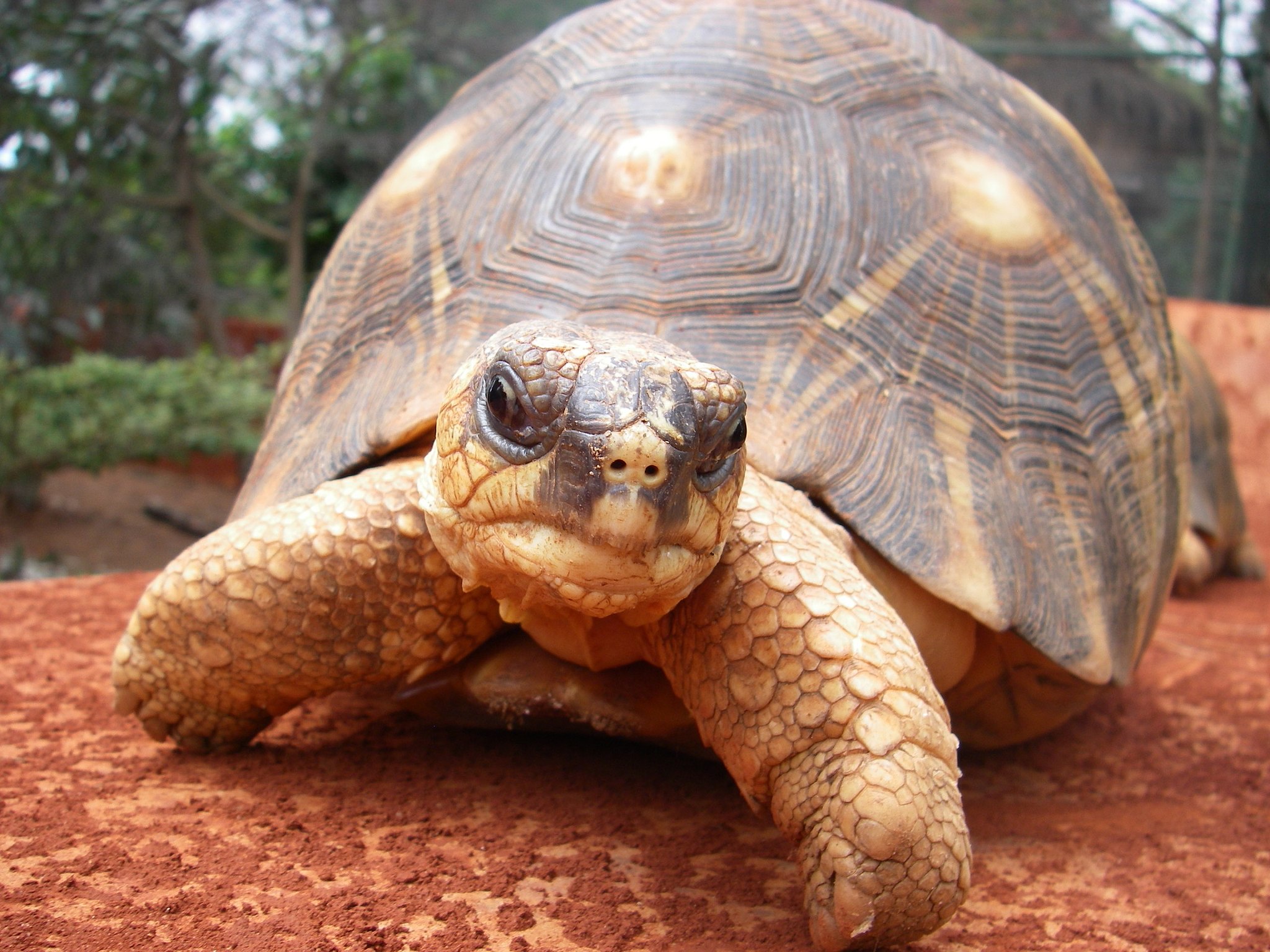 Madagascan tortoise