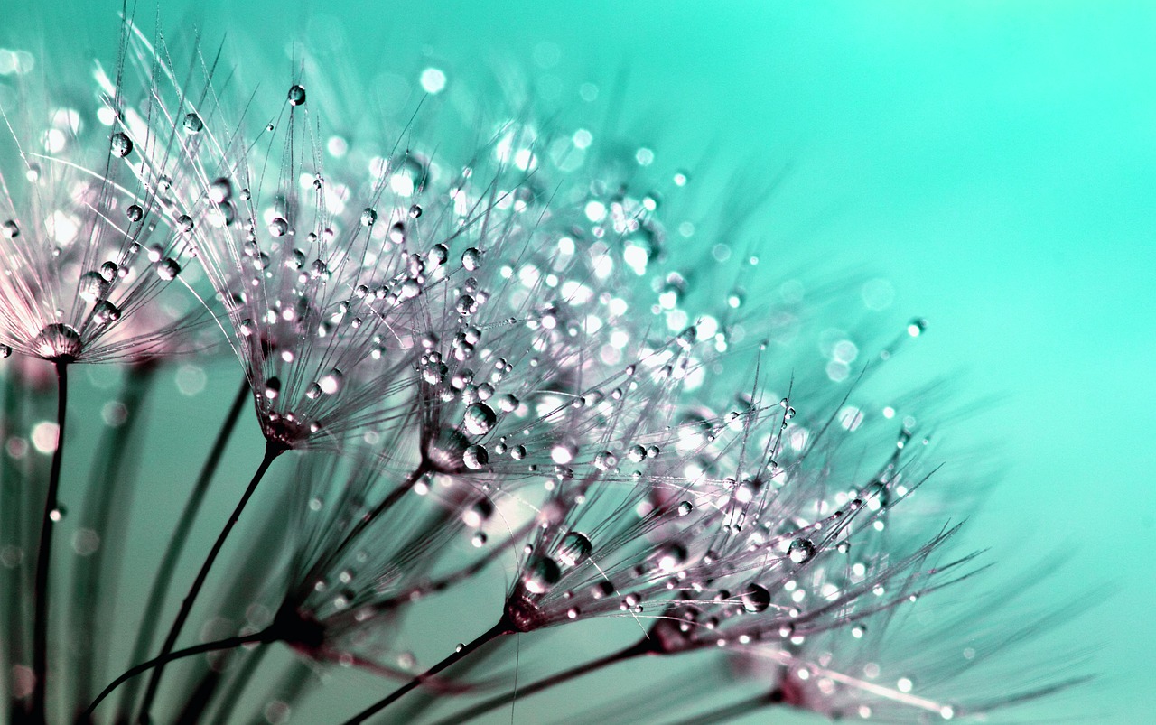 https://pixabay.com/en/dandelion-seeds-flower-nature-445228/