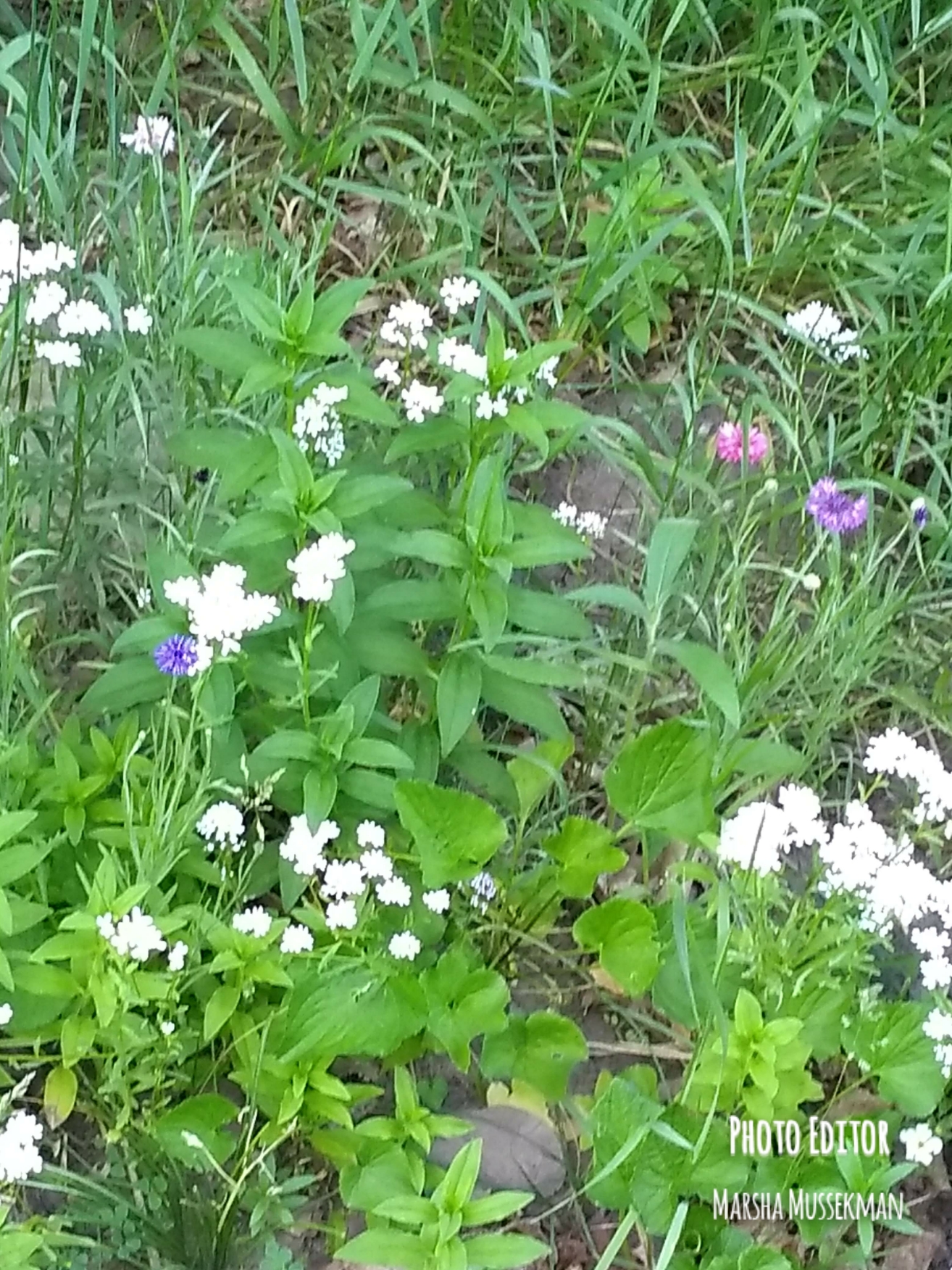 © 2018 Marsha Musselman. All Rights Reserved. Missing my flowers © 2018 Marsha Musselman. All Rights Reserved. Missing my flowers