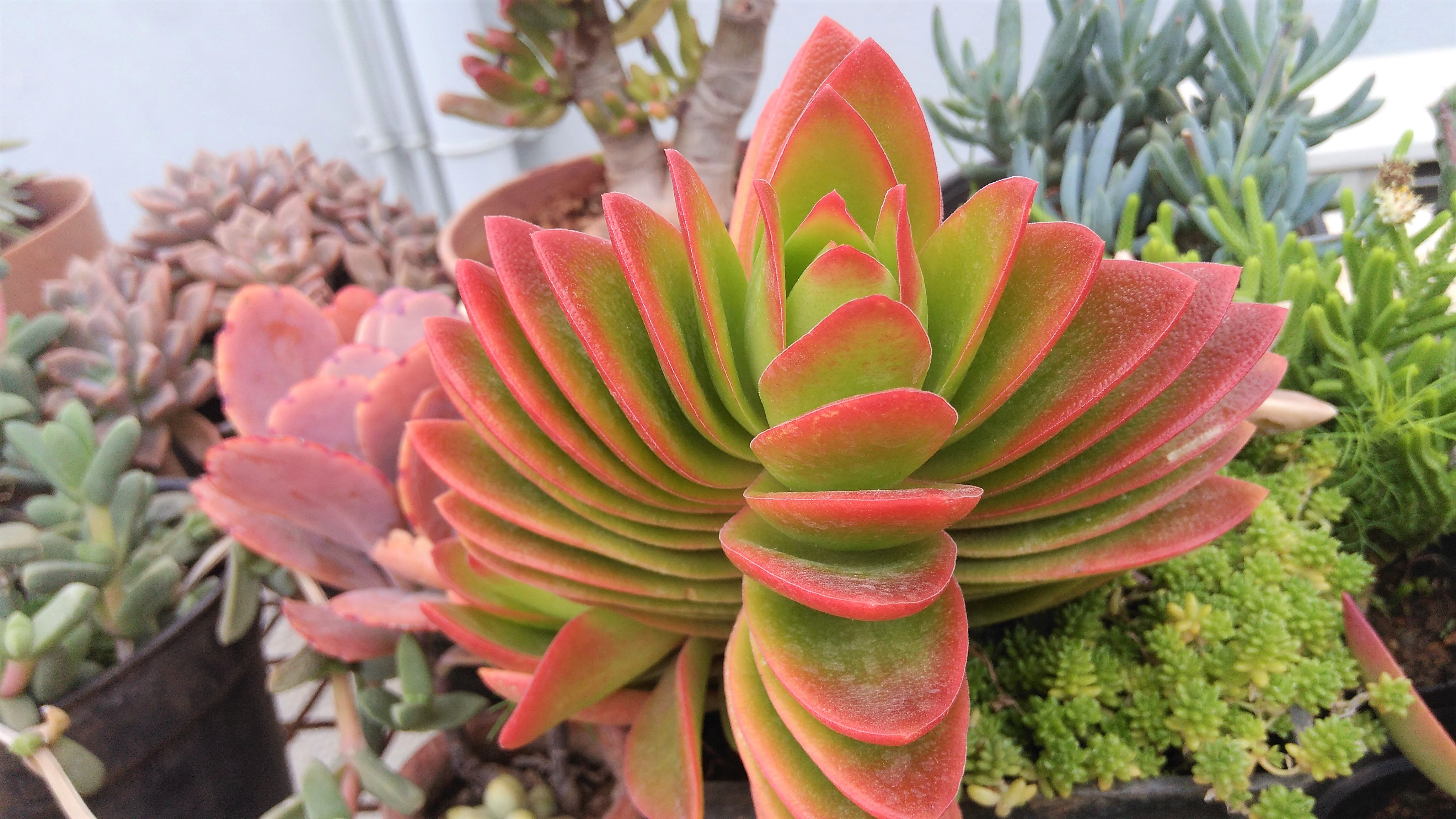 Succulents, crassula campfire, sofspics Succulents, crassula campfire, sofspics