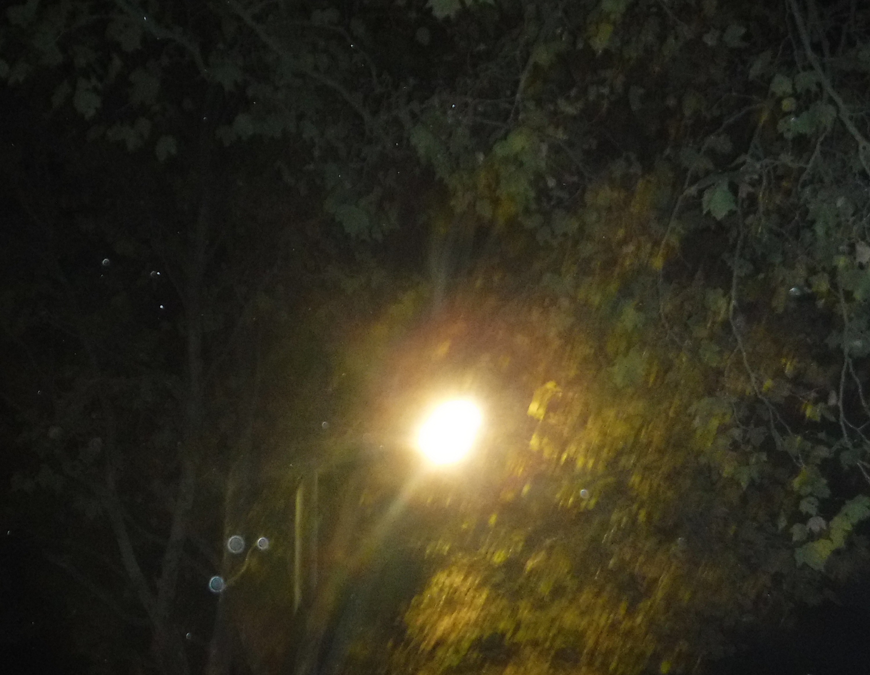Photo taken by me early morning 11-9-18 Photo taken by me early morning 11-9-18