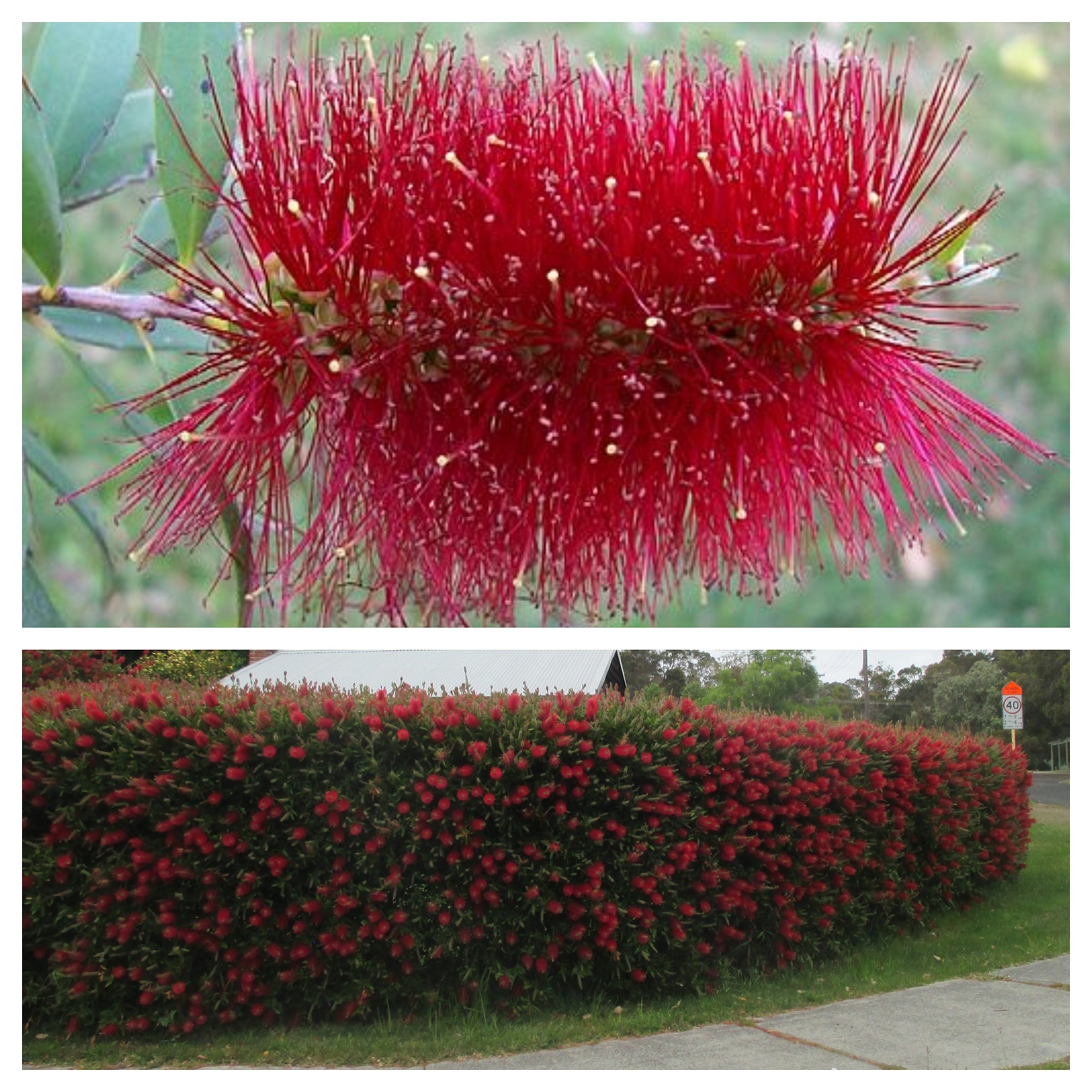 Callistemon/bottlebrush