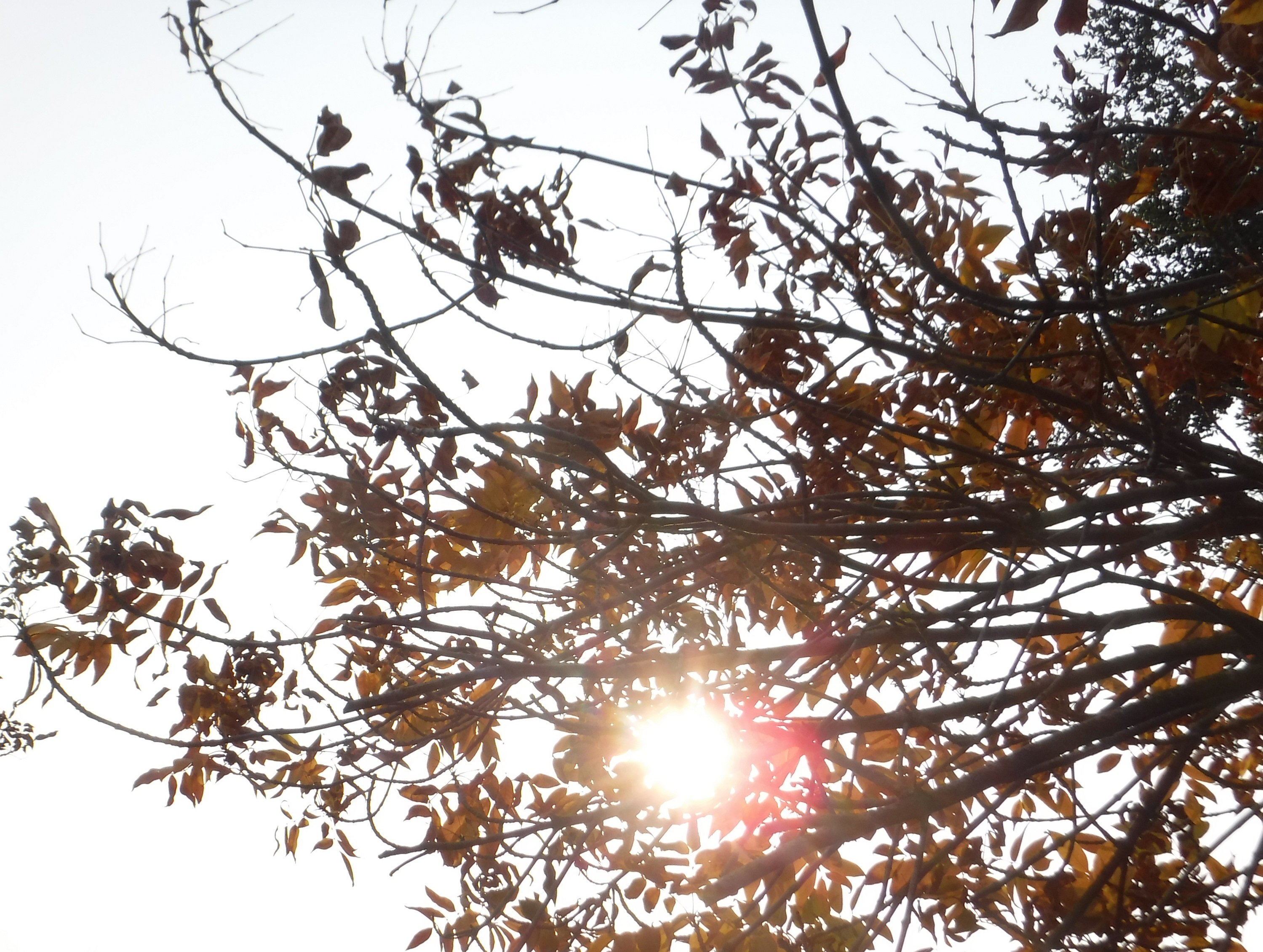 Photo taken by me 11-10-18 Photo taken by me 11-10-18