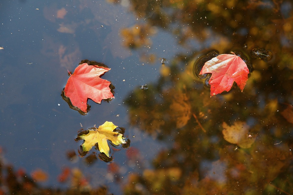 https://pixabay.com/en/autumn-water-leaves-red-yellow-3800689/