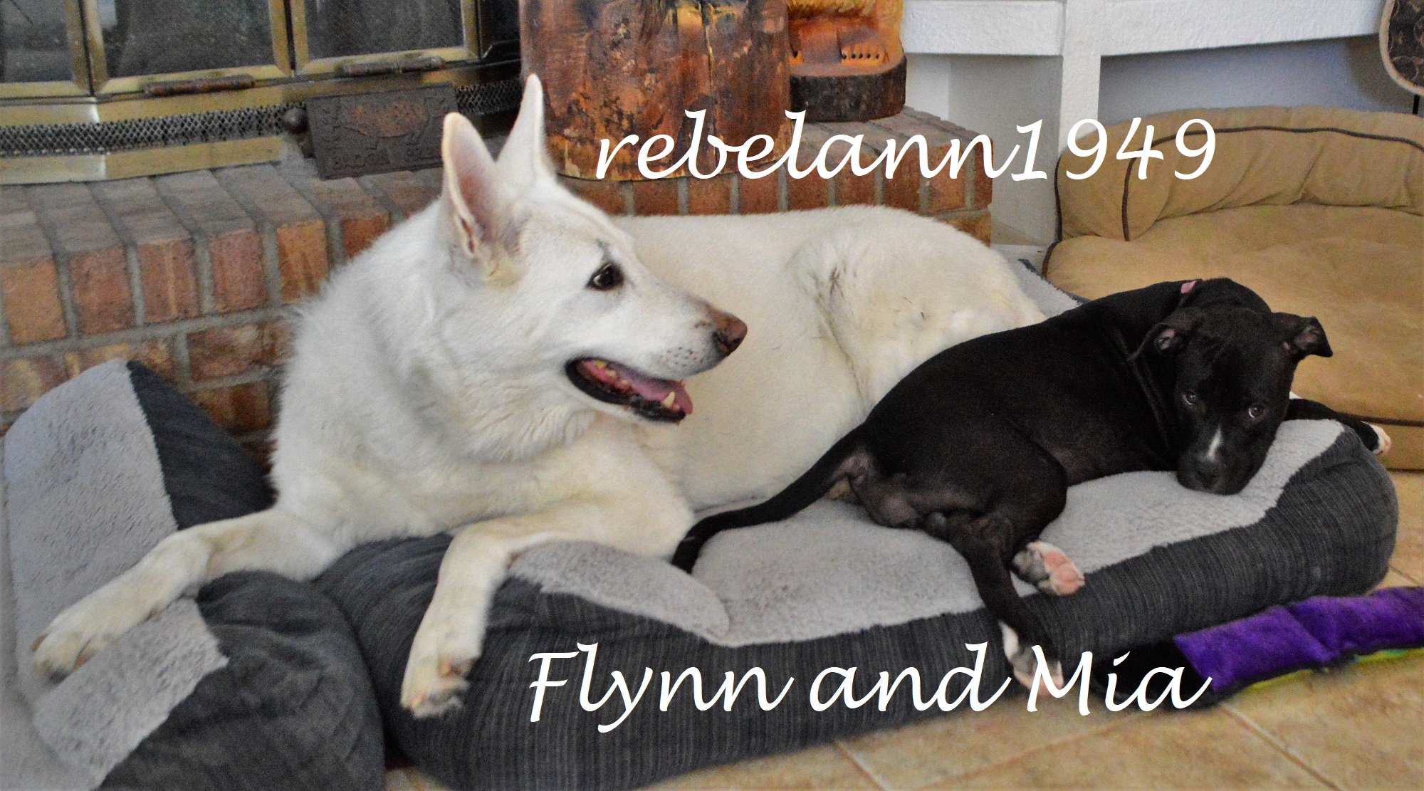 This is Flynn with Mia, my friends pups, I took this shot a couple days before my surgery.