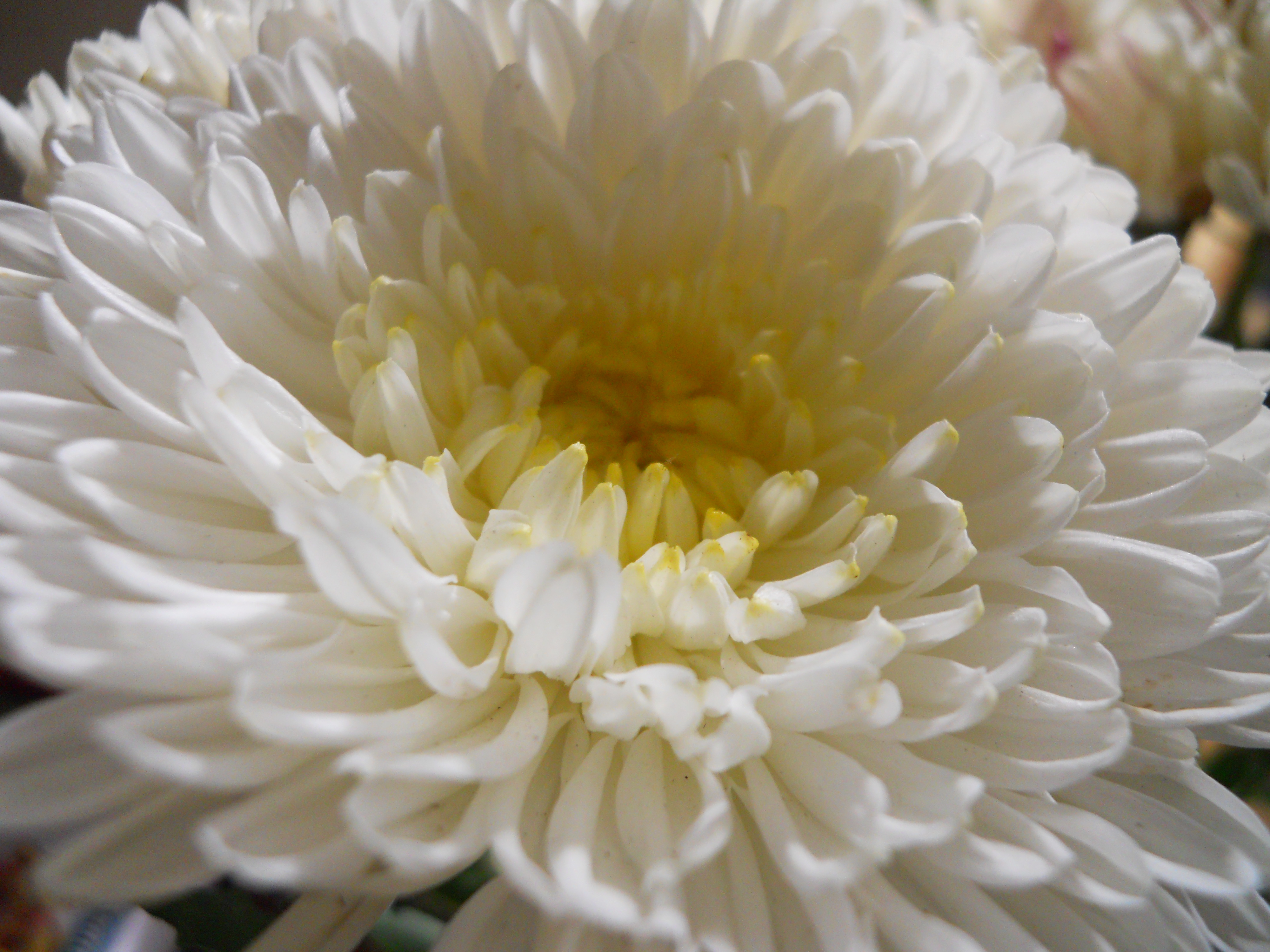 sofspics White Chrysanthemums. sofspics White Chrysanthemums.