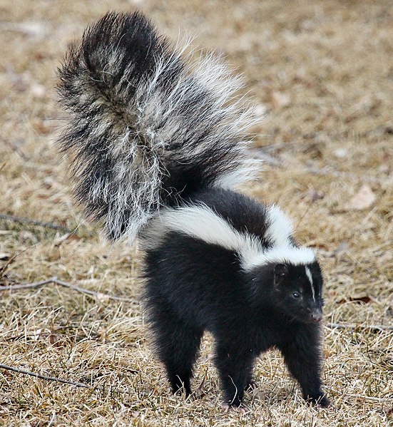 https://en.wikipedia.org/wiki/File:Skunk_about_to_spray.jpg https://en.wikipedia.org/wiki/File:Skunk_about_to_spray.jpg