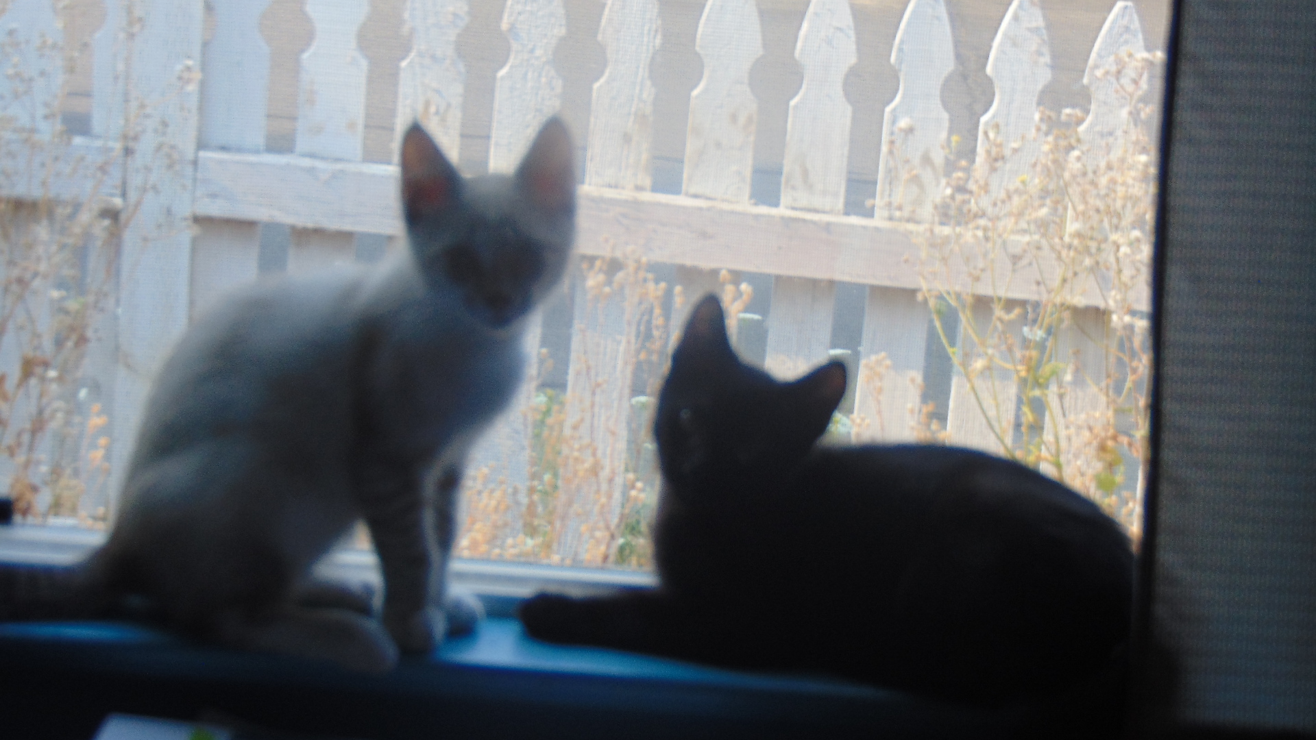 two kittens