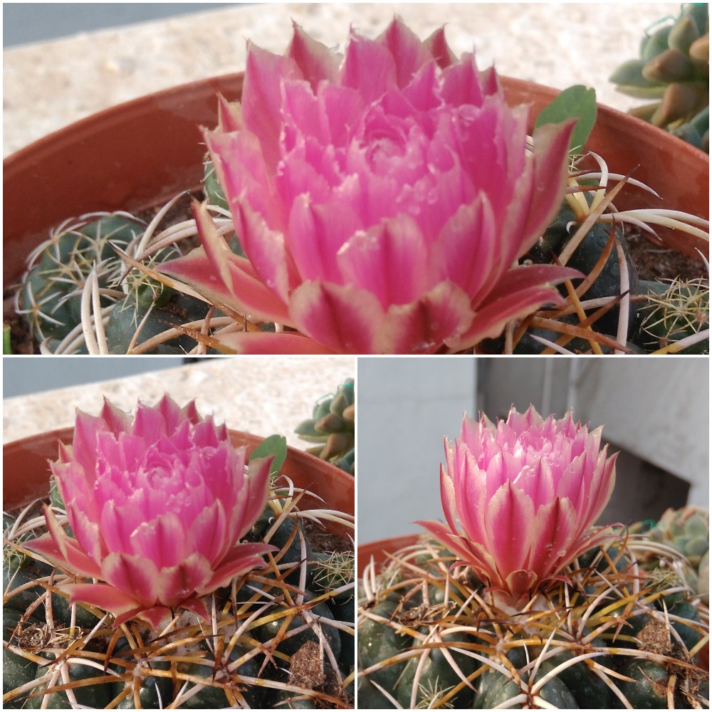 sofspics, cactus bloom