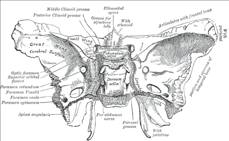 The Sphenoid bone - image from Wikipedia
