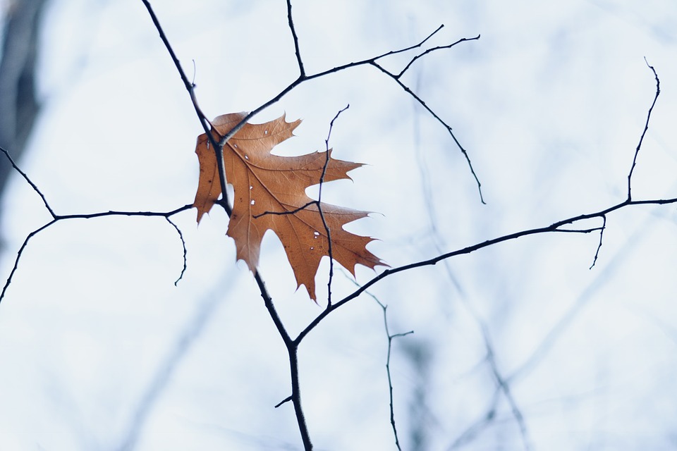 The life in this dead leaf contributes to new life by its own decay. Are we the same as this?