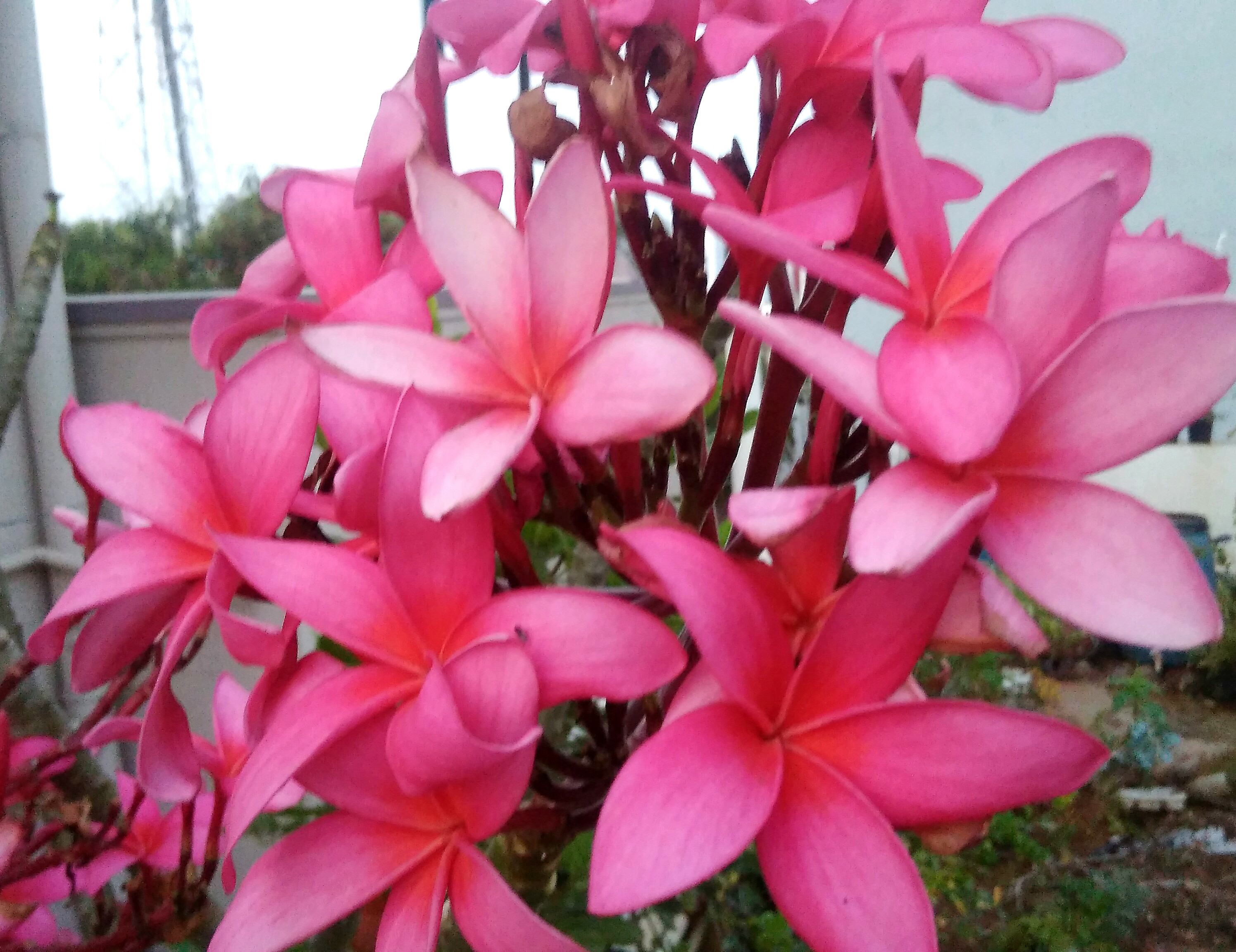 Plumeria sofspics Plumeria sofspics