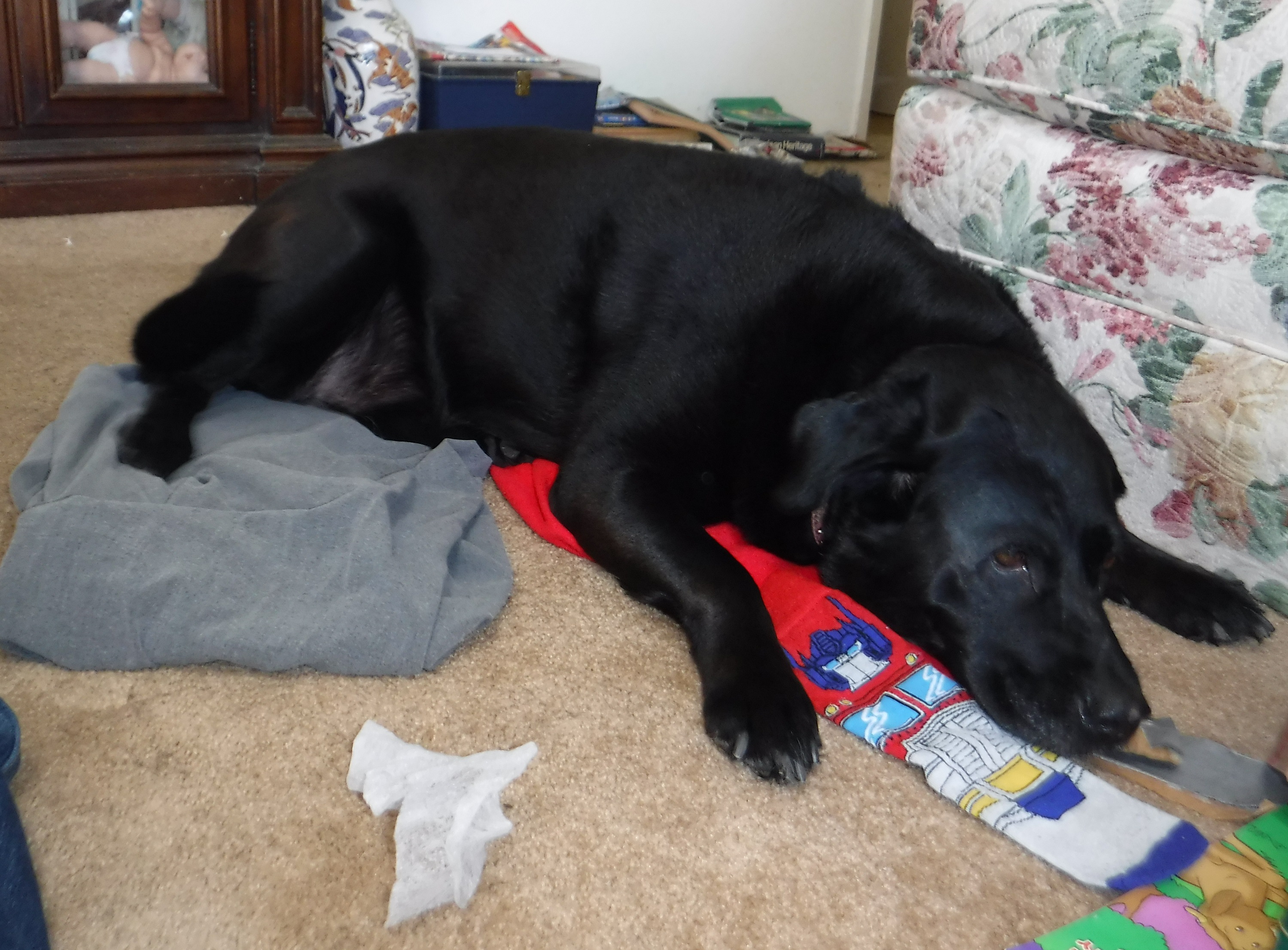 Photo I took of Angel laying on my laundry Photo I took of Angel laying on my laundry
