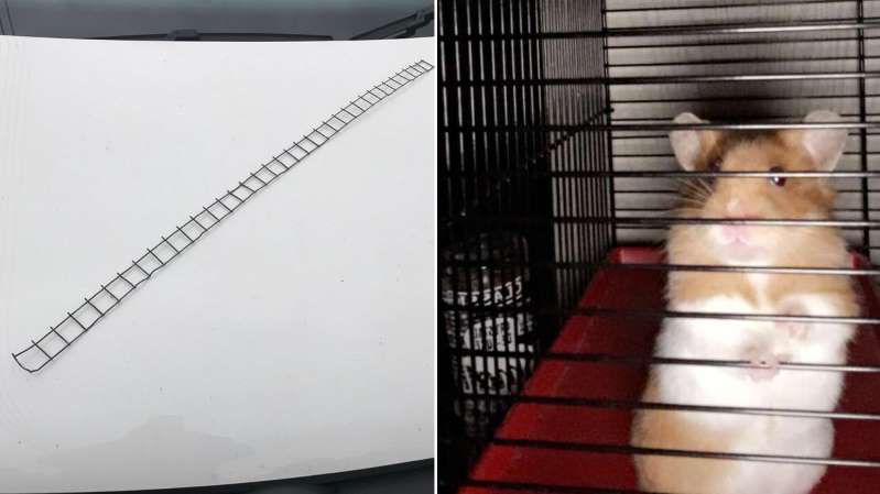 A small ladder made of old wire mesh saves a hamster A small ladder made of old wire mesh saves a hamster