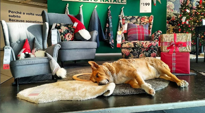 An IKEA furniture store in Catania Italy assisting stray dogs An IKEA furniture store in Catania Italy assisting stray dogs