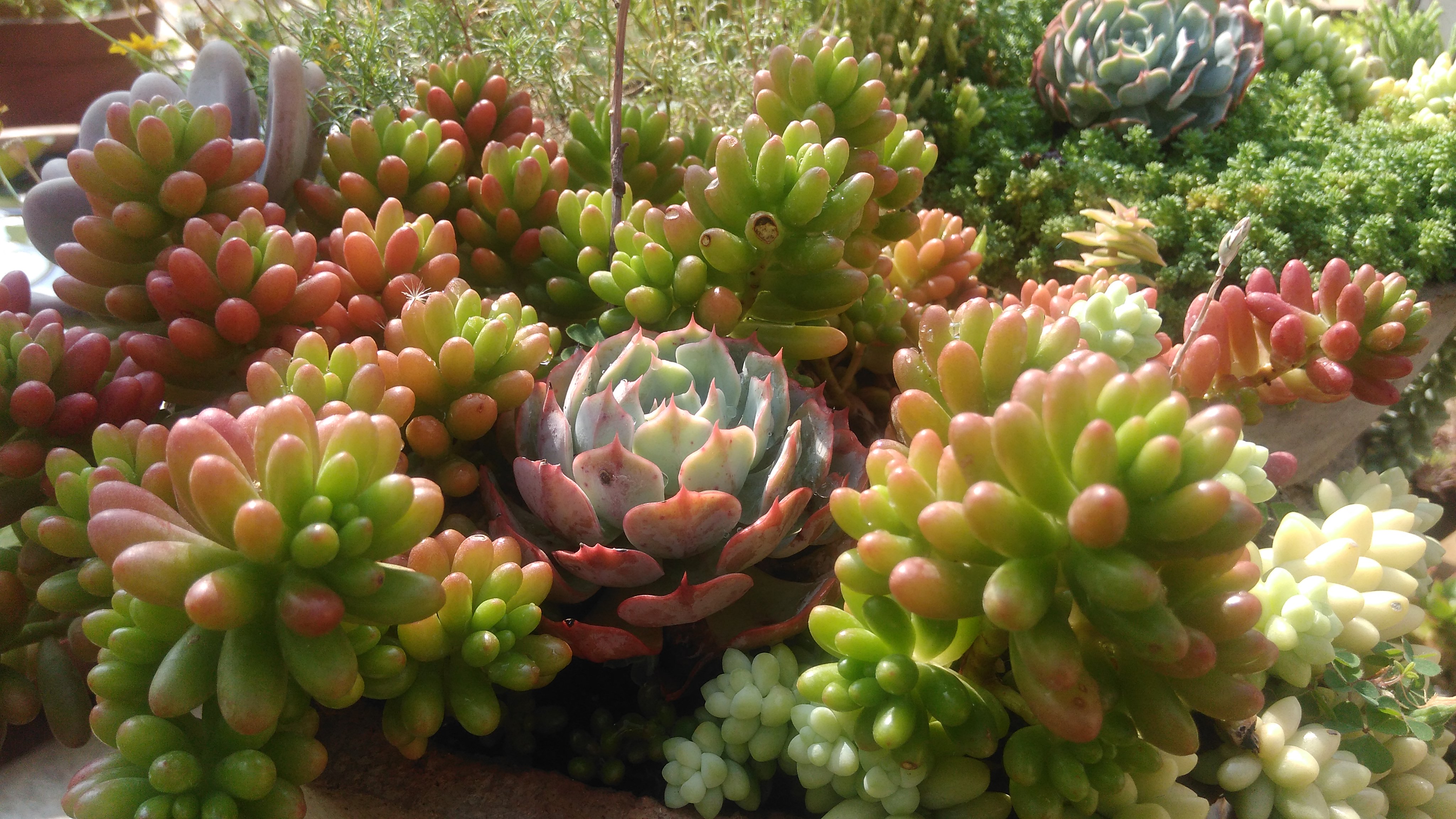 sofspics, succulents sofspics, succulents
