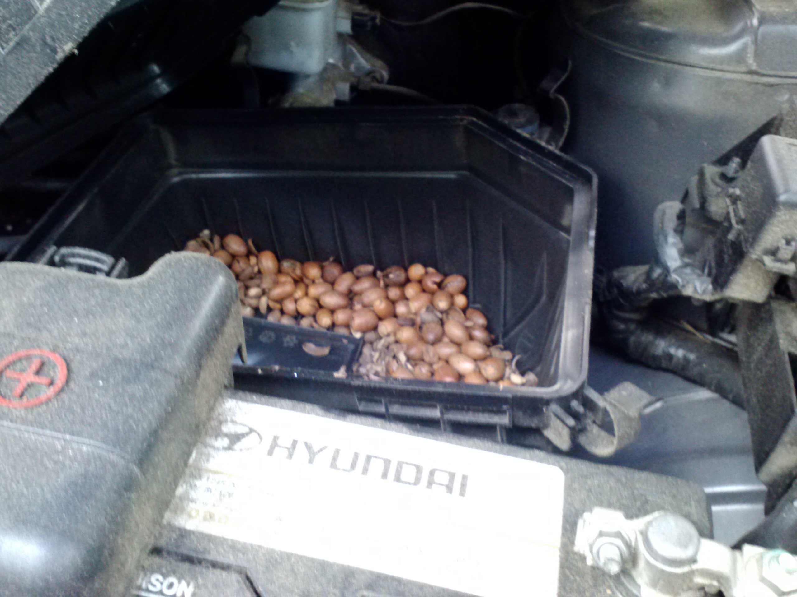 Acorns in our car by Pat Z Anthony