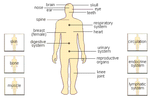body parts - body parts