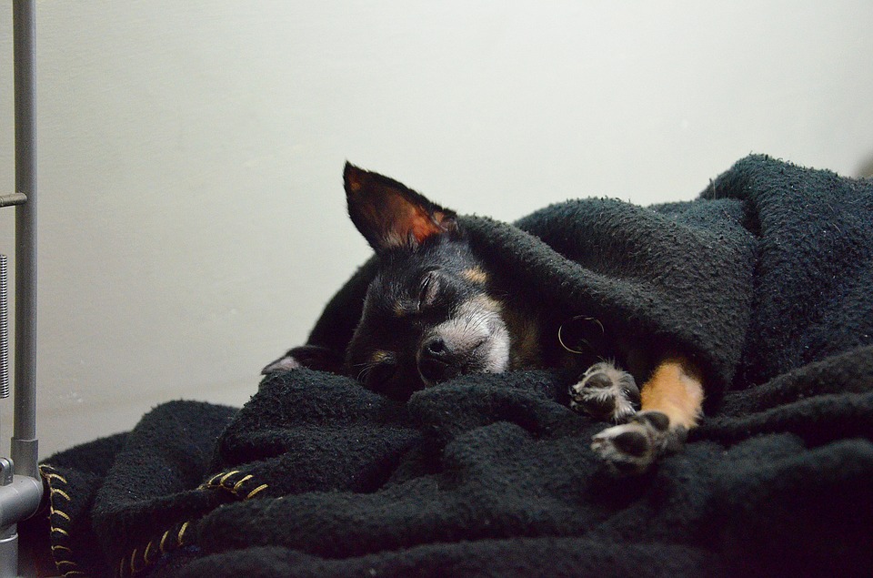 https://pixabay.com/en/dog-chihuahua-animal-pet-puppy-1033159/
