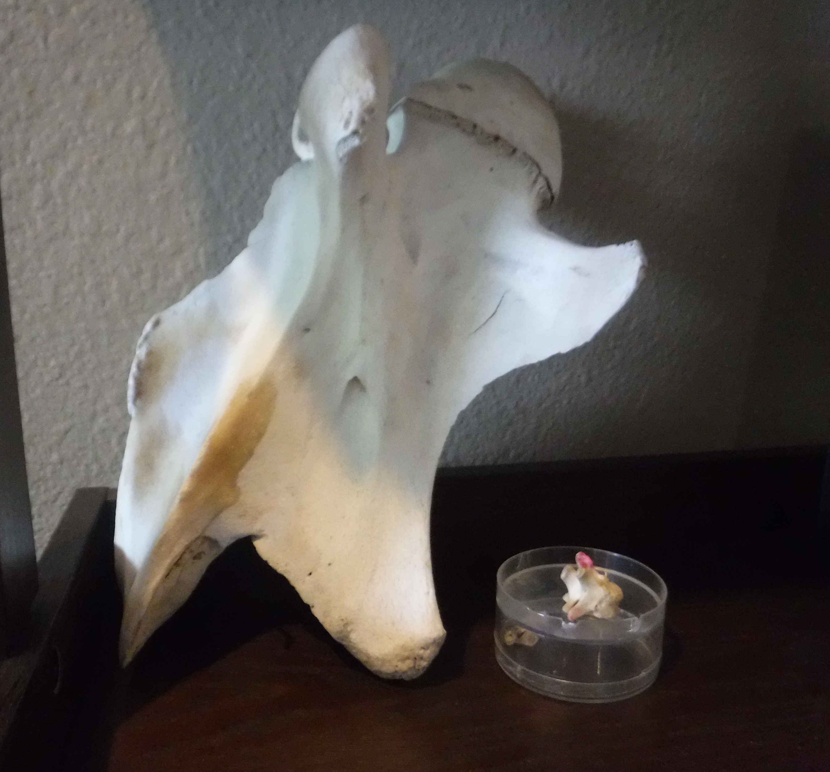 Photo I took of a couple to vertebrae my chiropractor has on display in his office Photo I took of a couple to vertebrae my chiropractor has on display in his office
