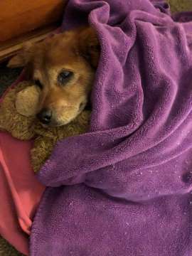 A female dog named Cindy Lou A female dog named Cindy Lou