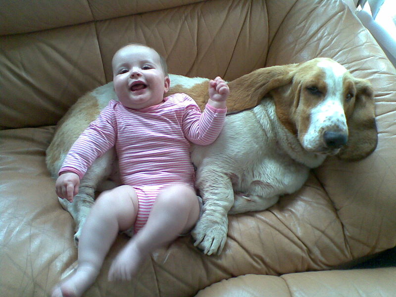 https://commons.wikimedia.org/wiki/File:Basset_Hound_with_Baby.jpg https://commons.wikimedia.org/wiki/File:Basset_Hound_with_Baby.jpg