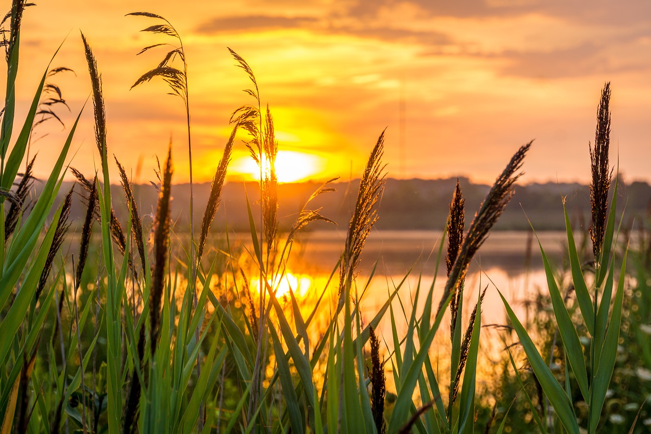 Image Credited to Pixabay Image Credited to Pixabay