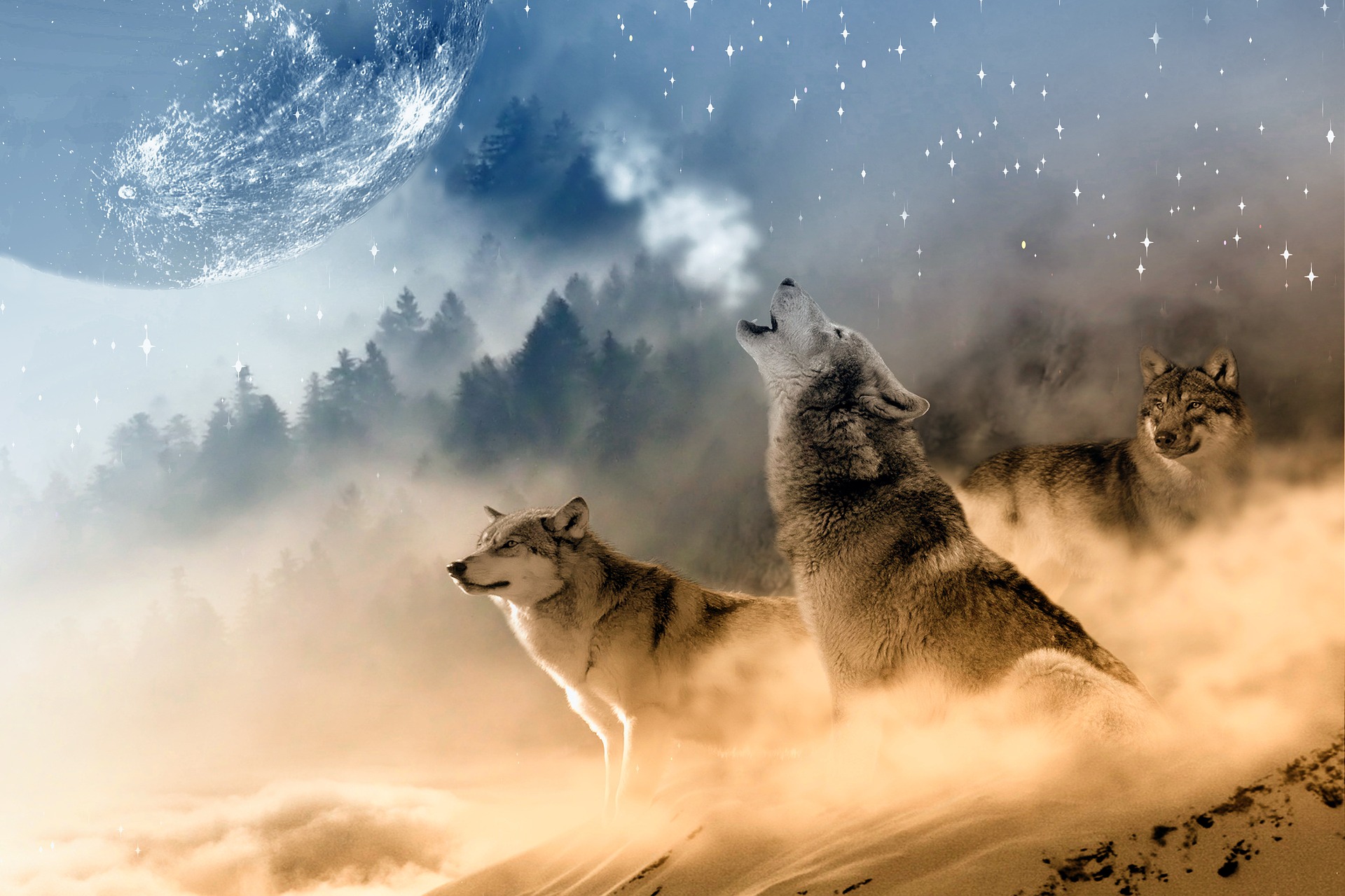 https://cdn.pixabay.com/photo/2016/05/18/16/12/wolves-1400819_960_720.jpg https://cdn.pixabay.com/photo/2016/05/18/16/12/wolves-1400819_960_720.jpg