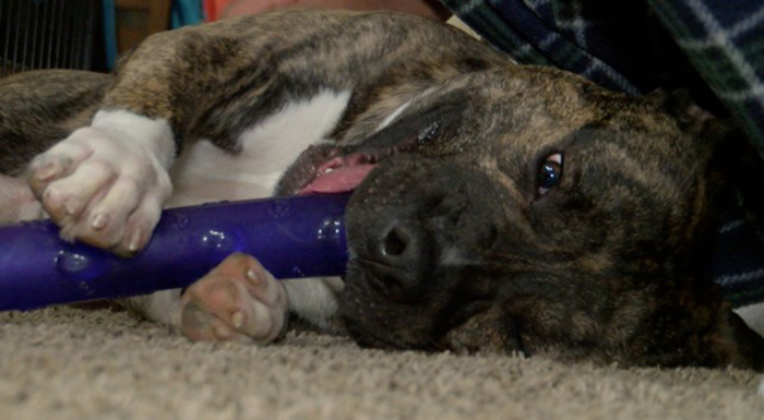 Mixed Terrier and Pitbull dog Ernie Mixed Terrier and Pitbull dog Ernie