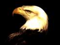 eagle - have you ever seen me?