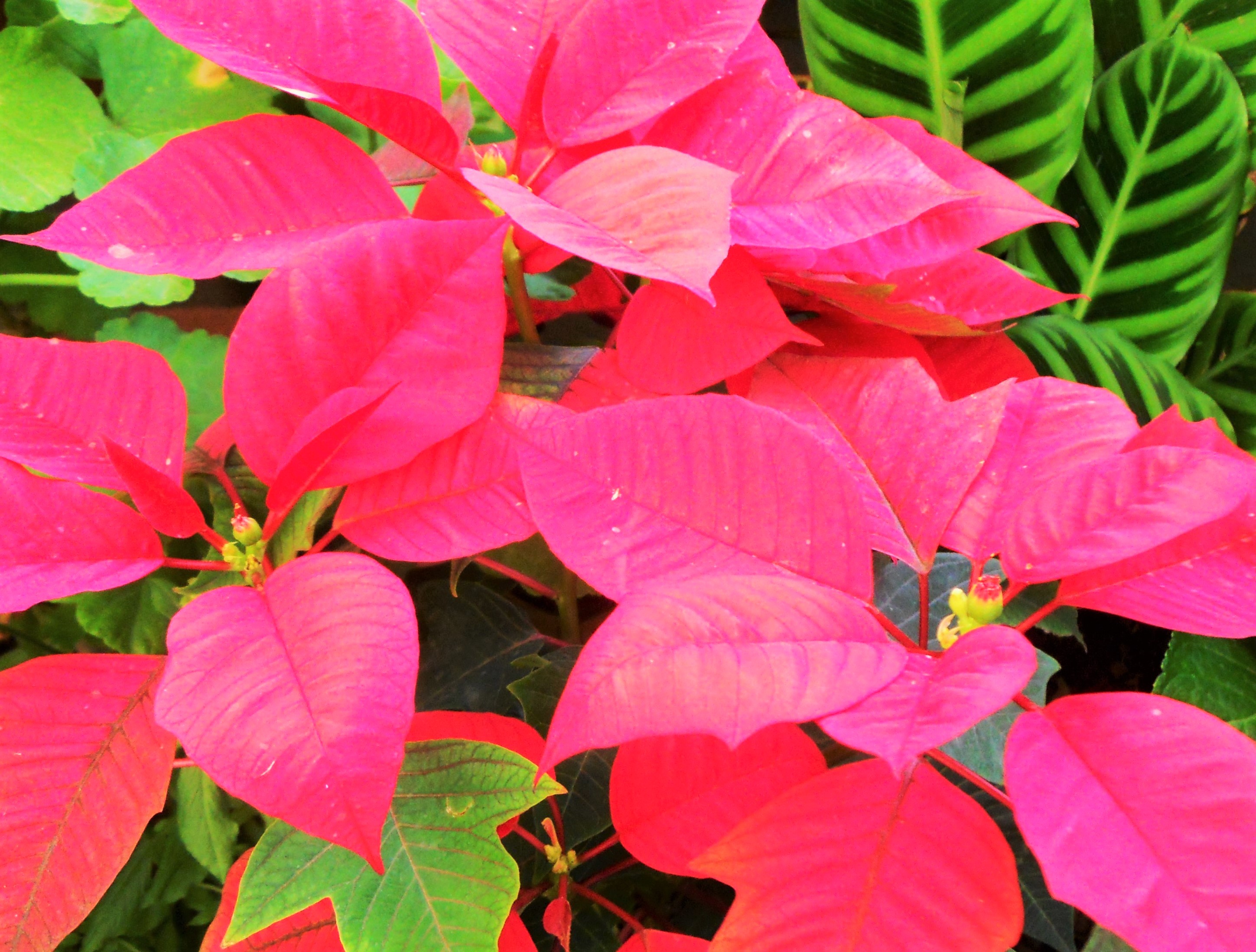 poinsettias sofspics poinsettias sofspics