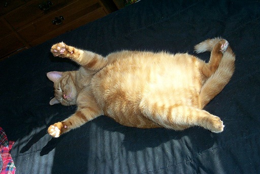 https://commons.wikimedia.org/wiki/File:Big_Fat_Red_Cat.jpg