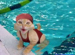 swimming kitty